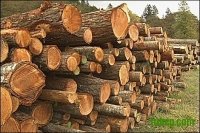 Triển vọng ngành nguyên liệu gỗ trong năm 2016
